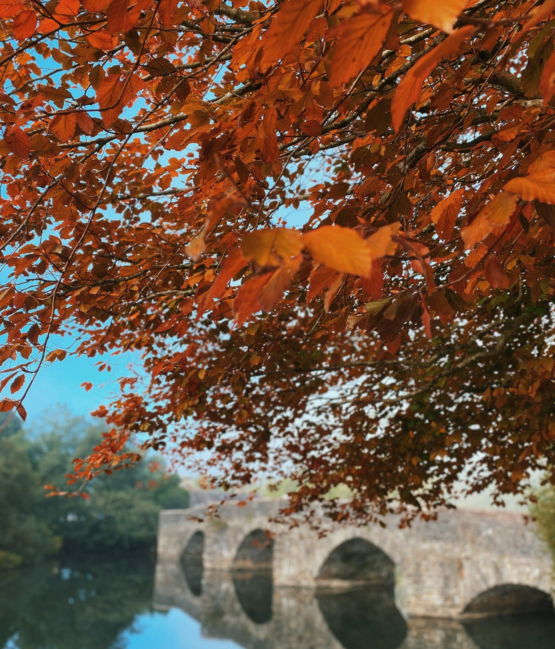 autumn-scene-at-the-swan-terrace