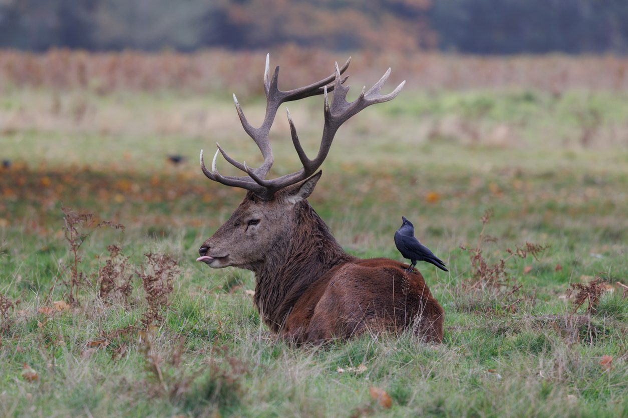 lake district wildlife